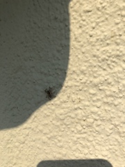 Menemerus bivittatus