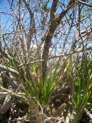 Cyrtopodium macrobulbon