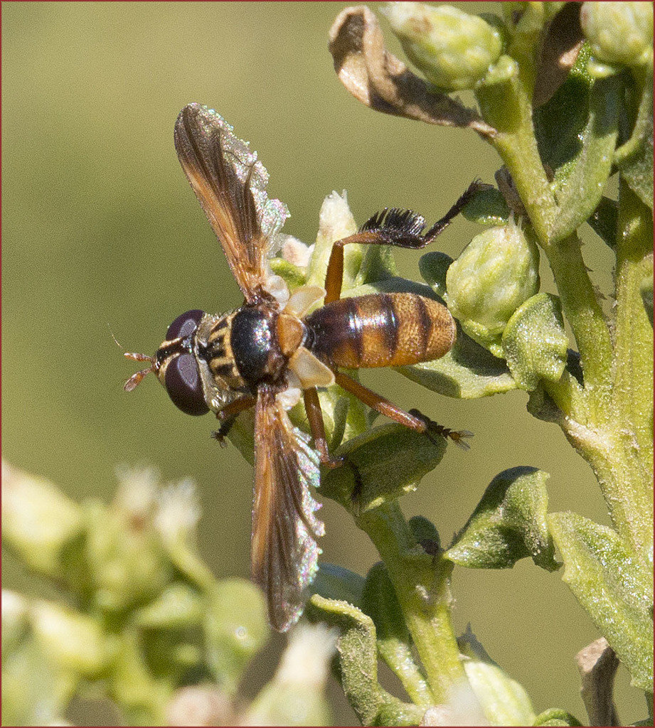 Trichopoda subdivisa