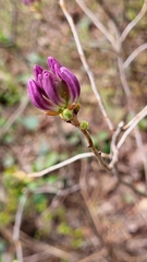 Rhodora (Rhododendron canadense)