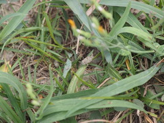 Trilophidia annulata