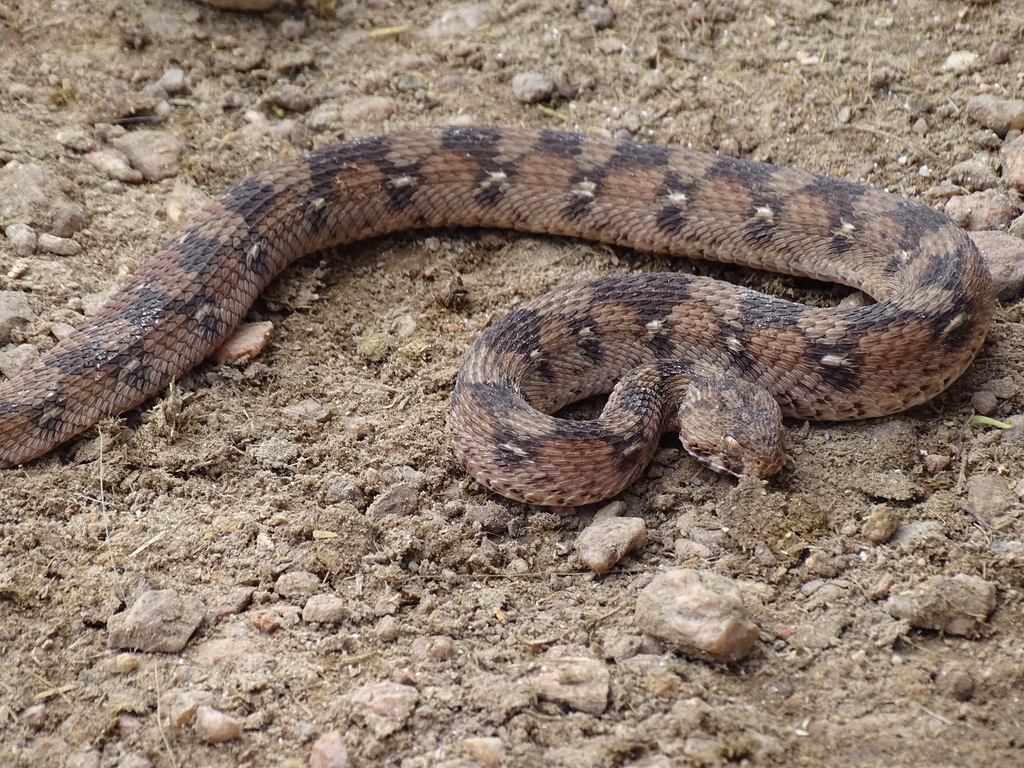 African Saw-scaled Viper from Natitingou, Bénin on October 1, 2022 at ...