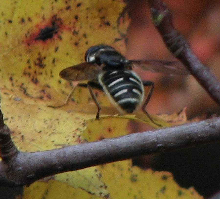 Narrow-banded Pond Fly