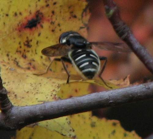Narrow-banded Pond Fly
