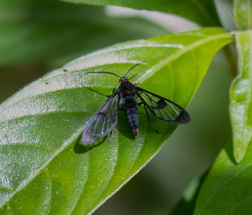 Heliura sanguipalpia