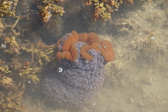 Phlyctenactis tuberculosa