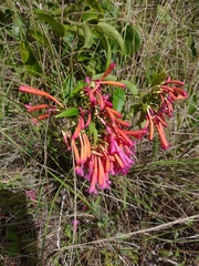 Lundia longa, photograph Lucas Kaminski, CC BY, iNaturalist via GBIF