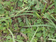 Atractomorpha sinensis