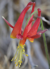 Aquilegia eximia