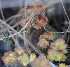 Aquilegia eximia
