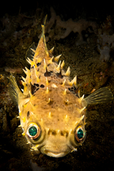 Birdbeak Burrfish photo 5