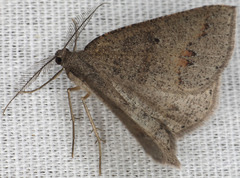 Drepanulatrix secundaria