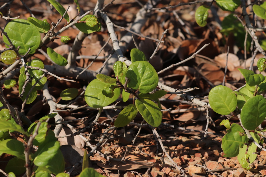 Coccoloba Barbadensis From Cerritos Mazatl N Sin M Xico On May At Am By