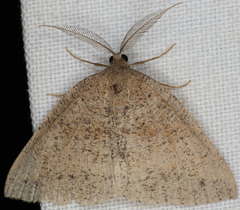 Drepanulatrix secundaria