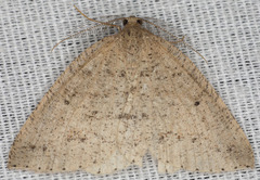 Drepanulatrix secundaria