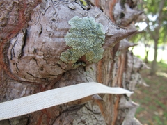 Fungi