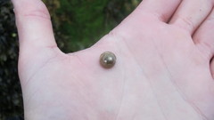 Steromphala cineraria