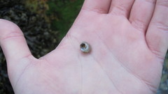 Steromphala cineraria