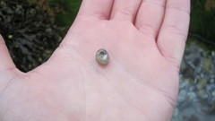 Steromphala cineraria