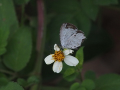 Megisba malaya sikkima