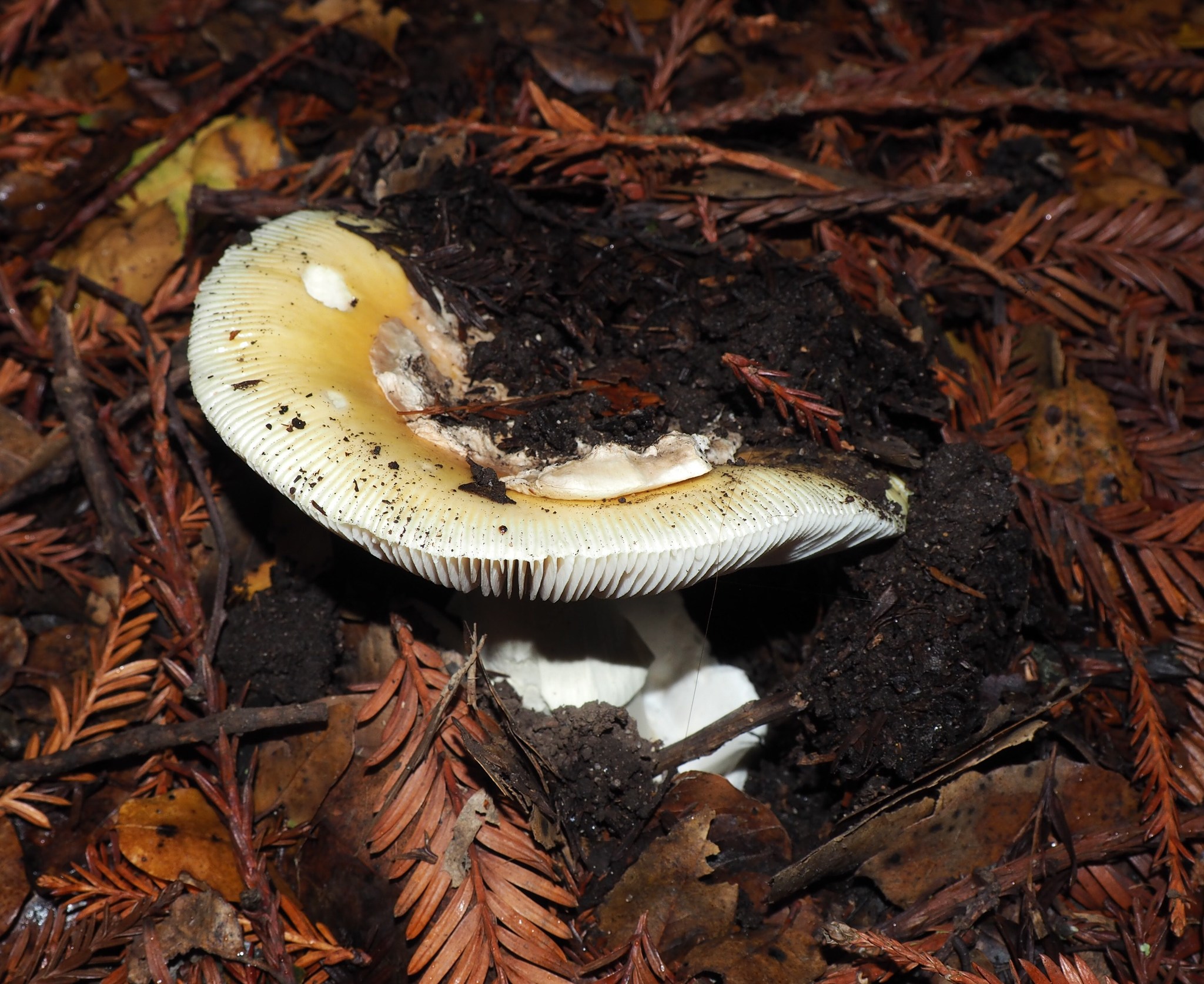 Amanita calyptroderma image