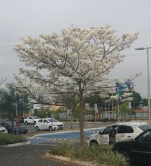 Tabebuia roseoalba