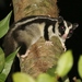 Striped Possum - Photo (c) James Bailey, some rights reserved (CC BY-NC), uploaded by James Bailey