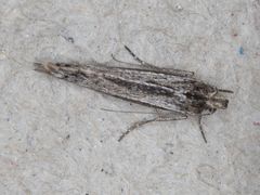 Ypsolopha flavistrigella