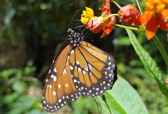 Danaus gilippus gilippus