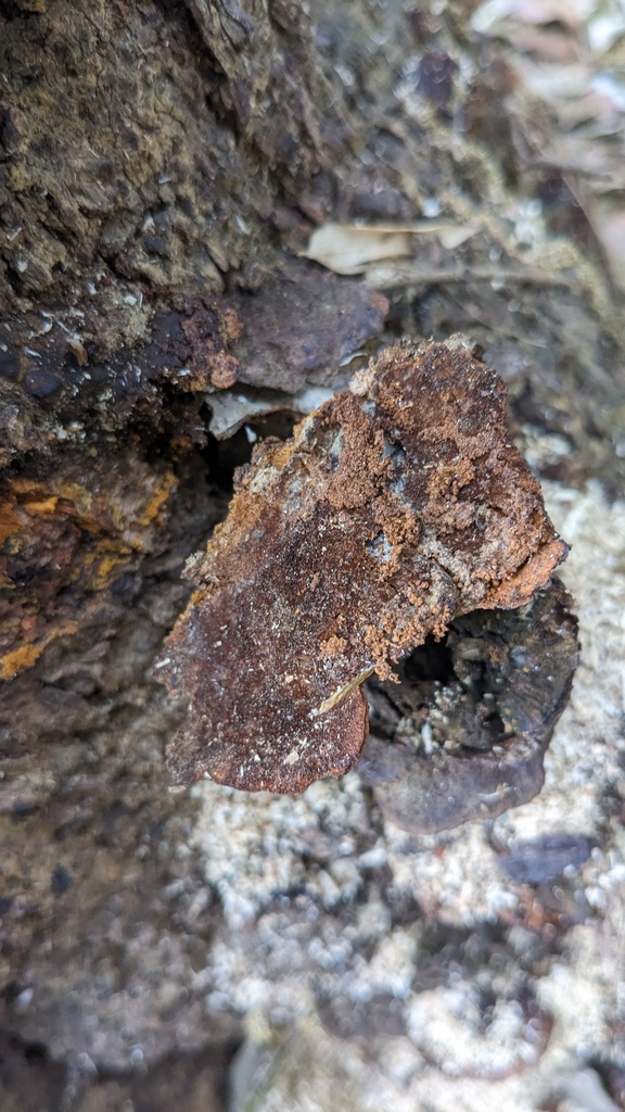 Fuscoporia gilva · May 2023 · photo: © atsushi_nakajima_cirque (iNaturalist, cc-by)