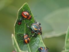 Eocanthecona furcellata