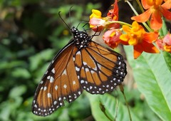Danaus gilippus gilippus