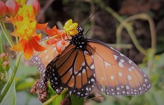 Danaus gilippus gilippus