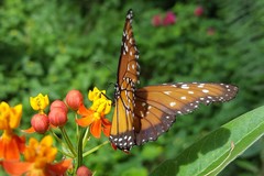 Danaus gilippus gilippus