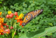 Danaus gilippus gilippus
