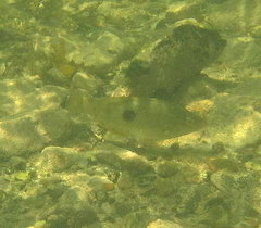 Notolabrus celidotus