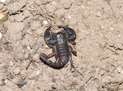 Euscorpius