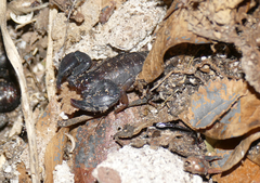 Euscorpius