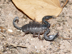 Euscorpius