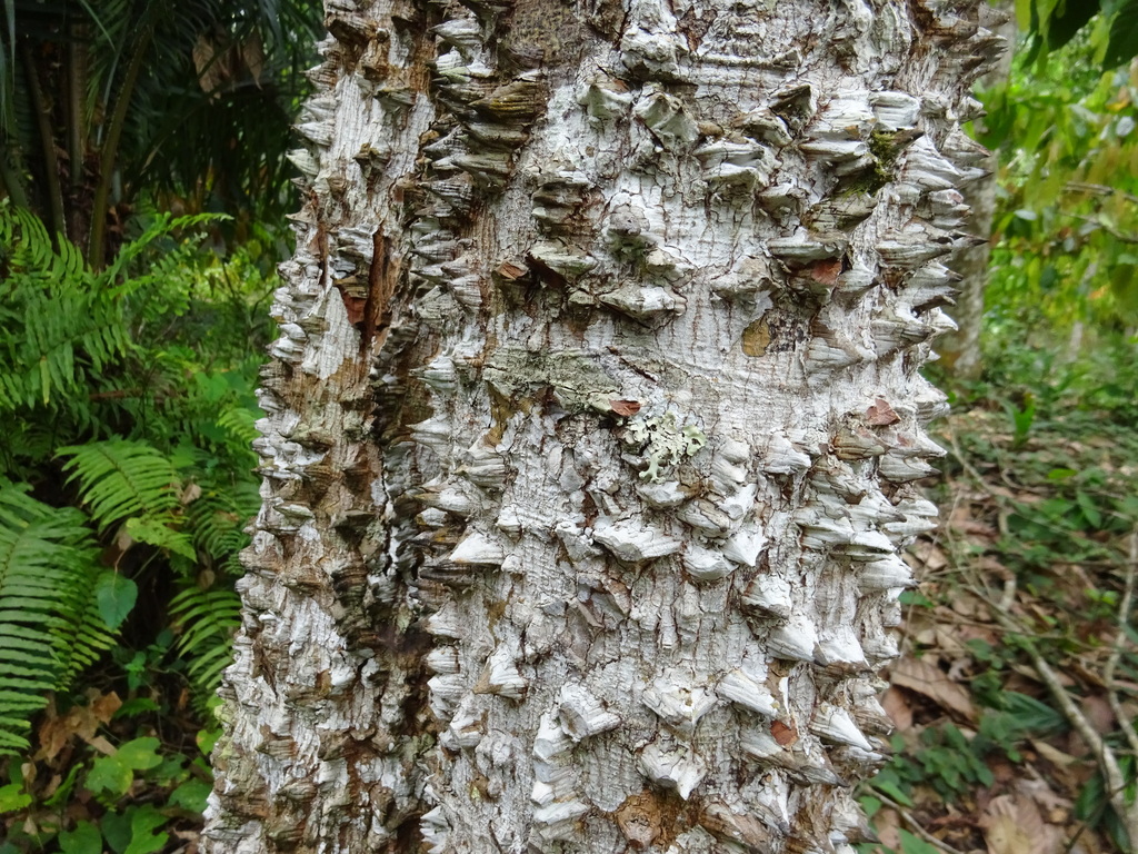 Cylicodiscus