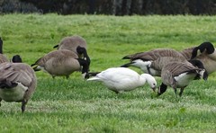 Anser caerulescens × rossii