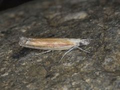 Ypsolopha delicatella