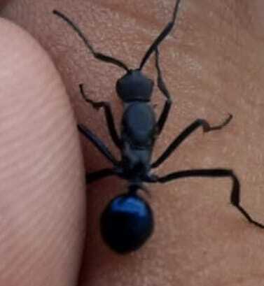 Polyrhachis tubifex