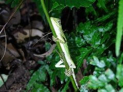 Diploderma polygonatum xanthostomum