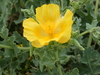 Yellow Horned Poppy - Photo (c) Annika Rüdinger, some rights reserved (CC BY-NC), uploaded by Annika Rüdinger