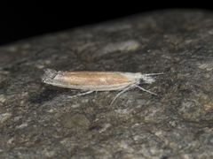 Ypsolopha delicatella