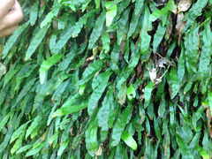 Loxogramme dictyopteris