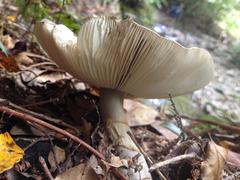 Amanita nothofagi