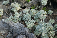 Crossostephium chinense