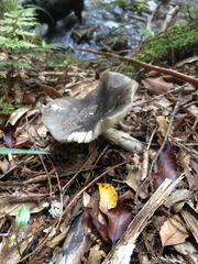 Amanita nothofagi